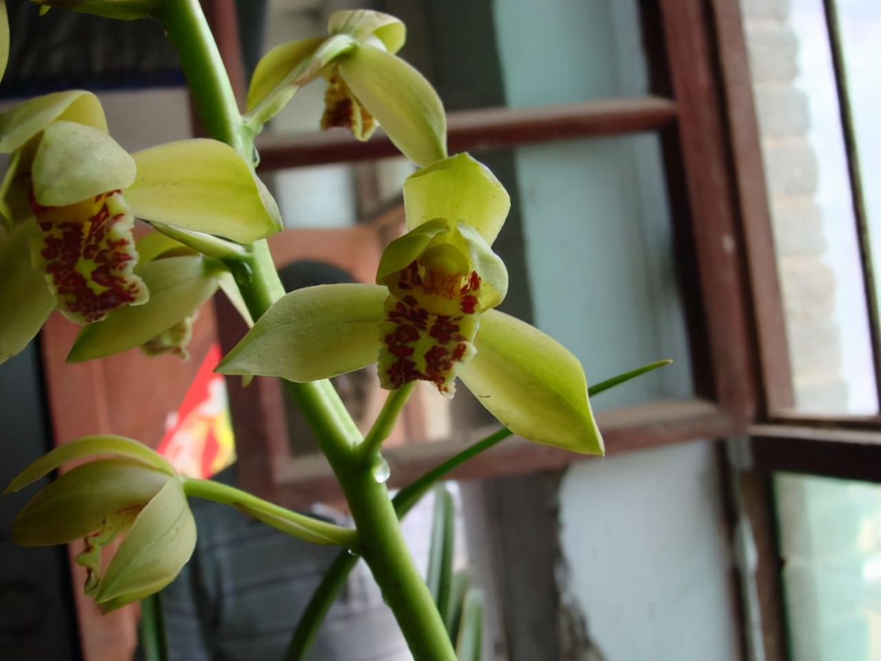 什么兰是最流行的兰花呢,兰花中哪个品种最好看又好养