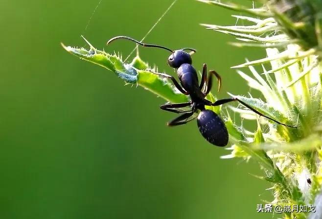伟大的蚂蚁是什么,宇宙的小蚂蚁