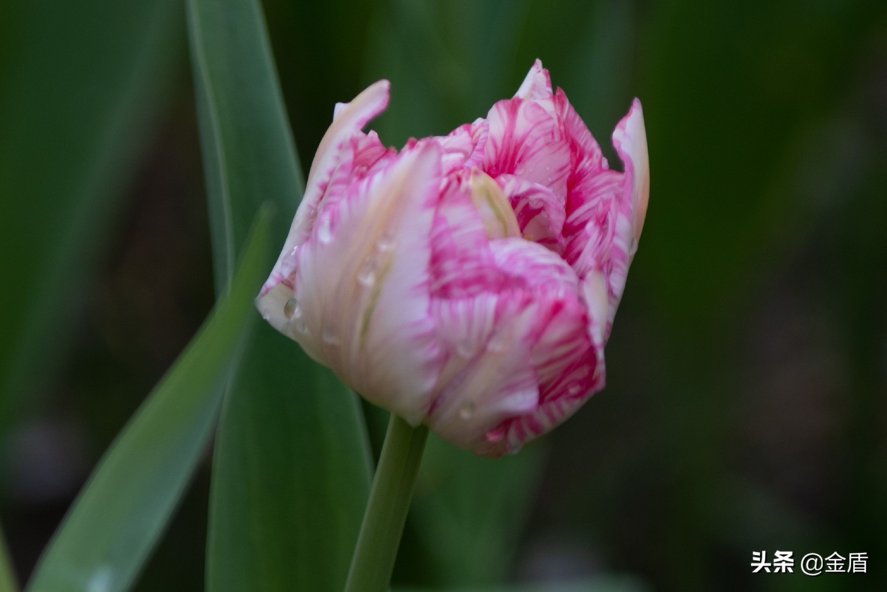 花中皇后郁金香全集,花西夫人郁金香