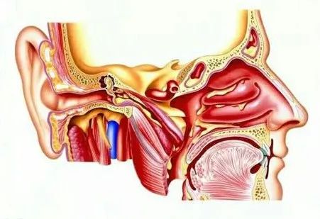 耳鸣的4种类型概述,耳朵一直嗡嗡响是哪种类型的耳鸣
