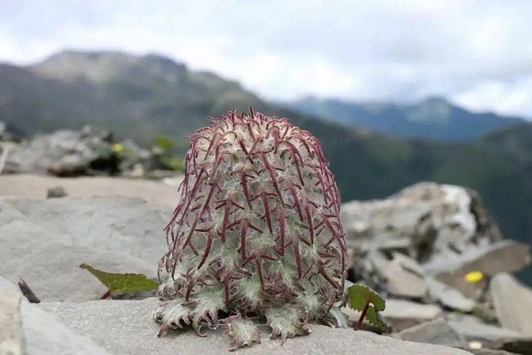 真刑，又有博主采挖“青藏雪莲花”！5-7年开花一次，开完就死亡