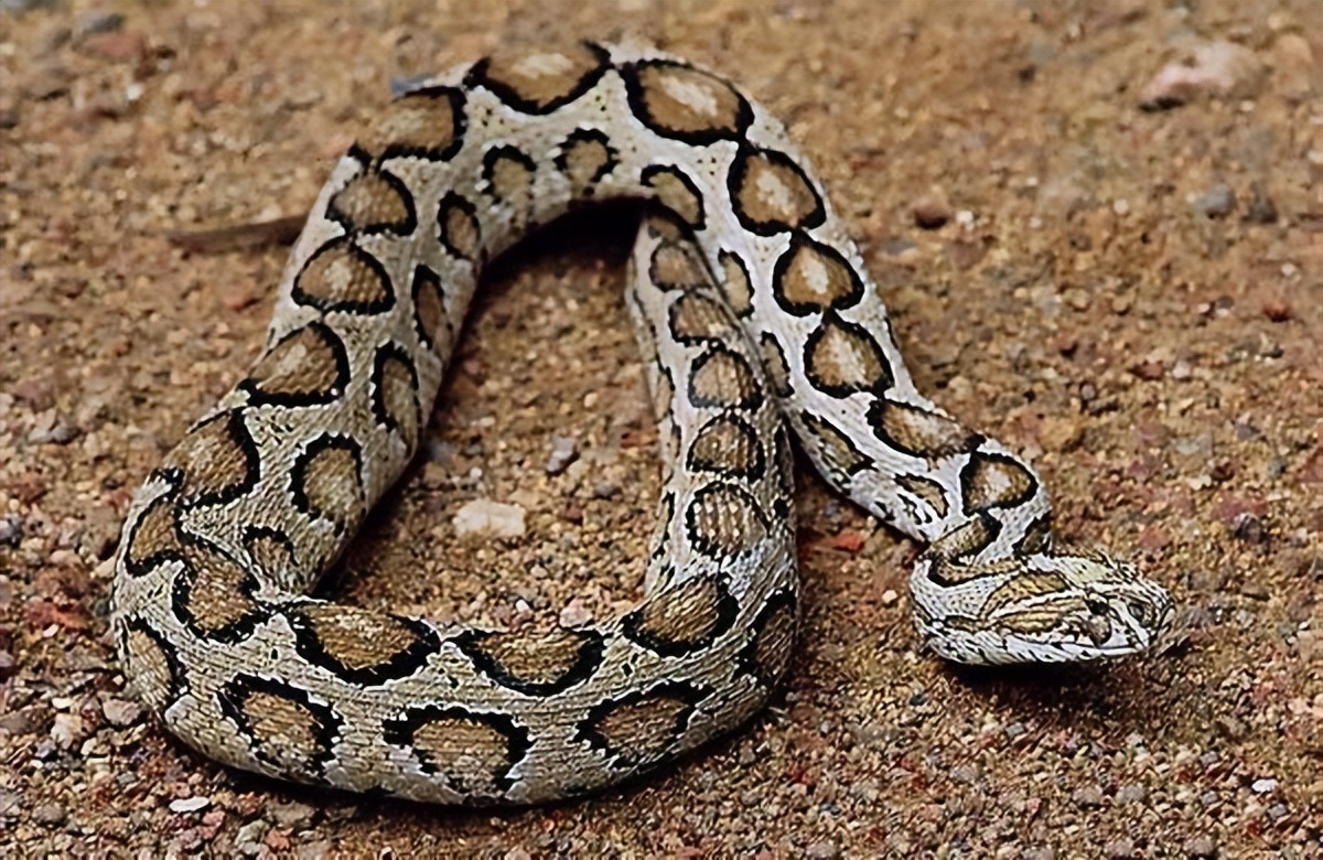 被蛇咬伤必死无疑的蛇,如果被蛇咬伤怎么判断蛇有没有毒