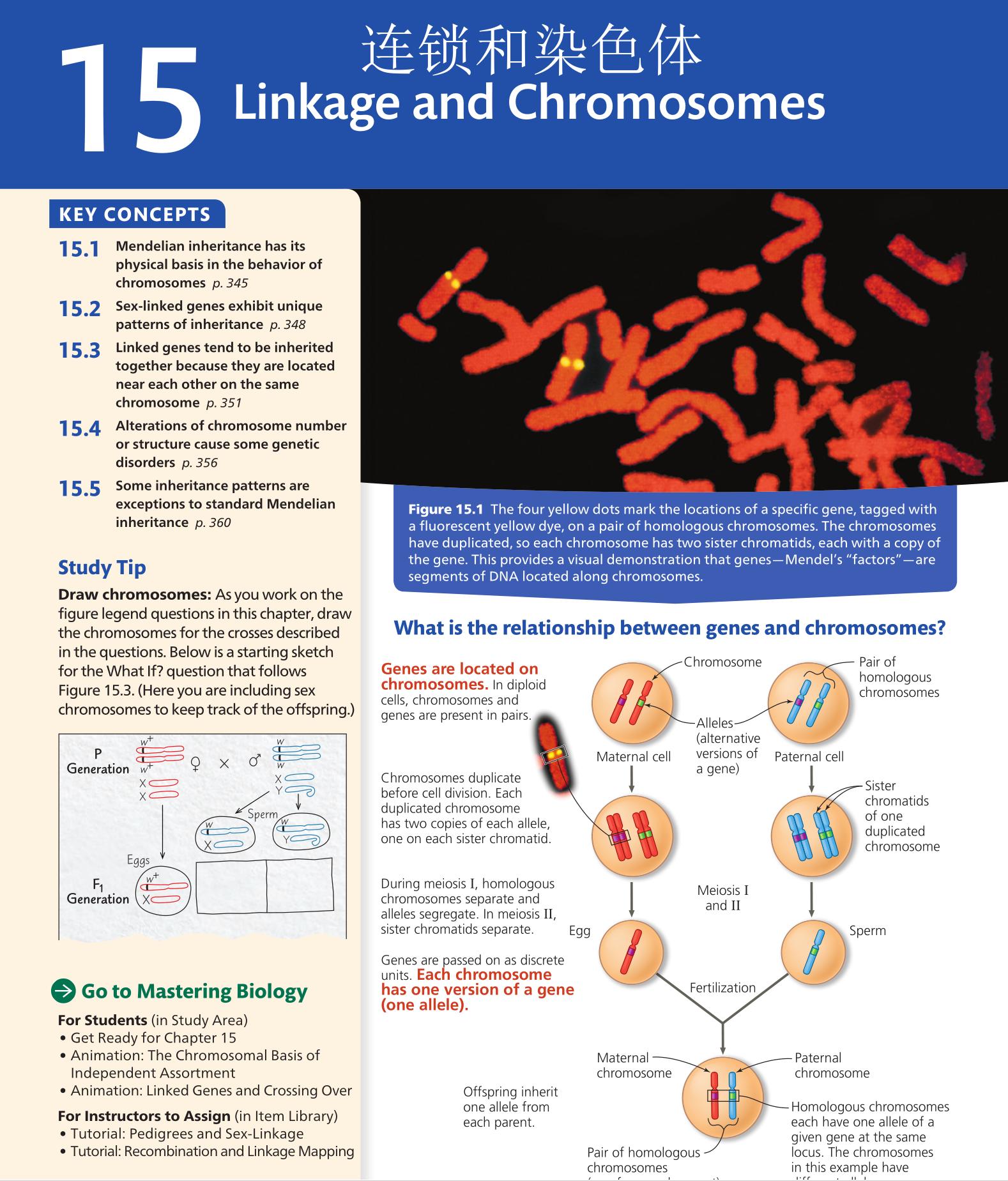 小学900个英语高频词汇,小学核心词汇1000词精讲