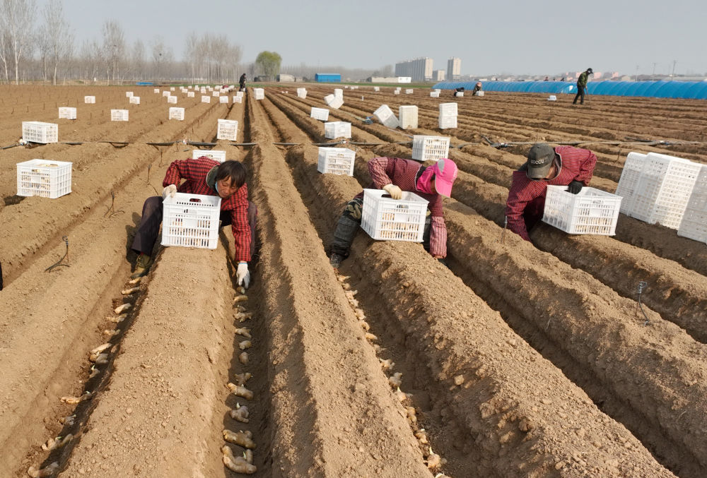河北唐山生姜种植技术,河北唐山冀东生姜之乡播种忙