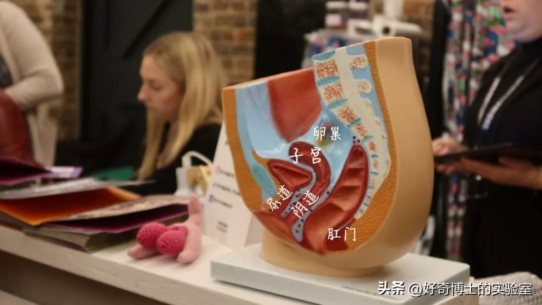 女生阴道还有长短？多长才算正常？太长太短对*生活性**有哪些影响？