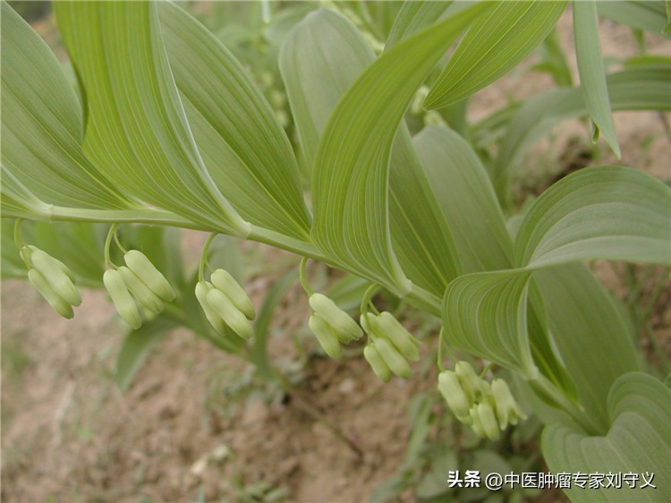 乳腺癌放疗能喝玉竹泡水吗,鼻咽癌放疗期间可以吃玉竹汤吗