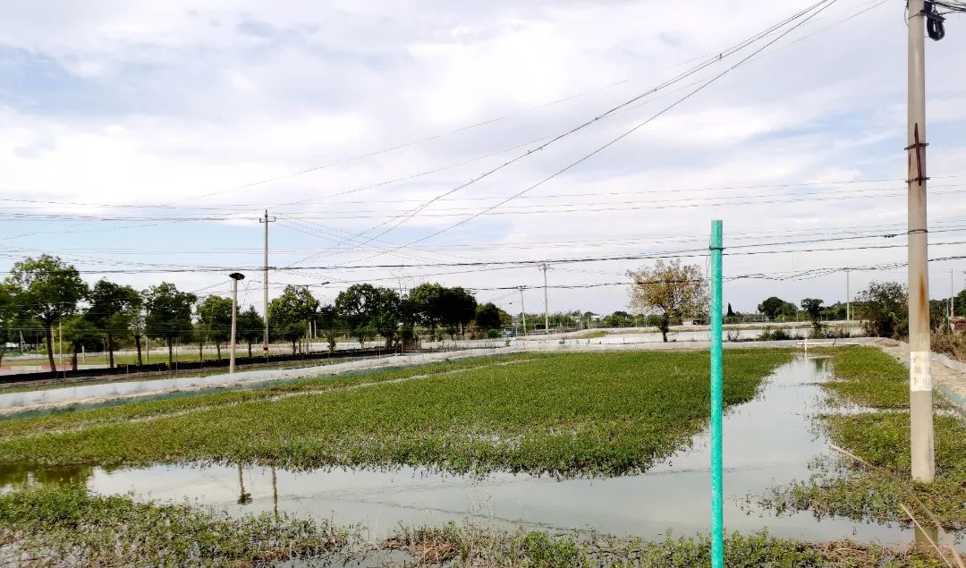 幼蟹养殖成活率,蟹的养殖技术有哪些