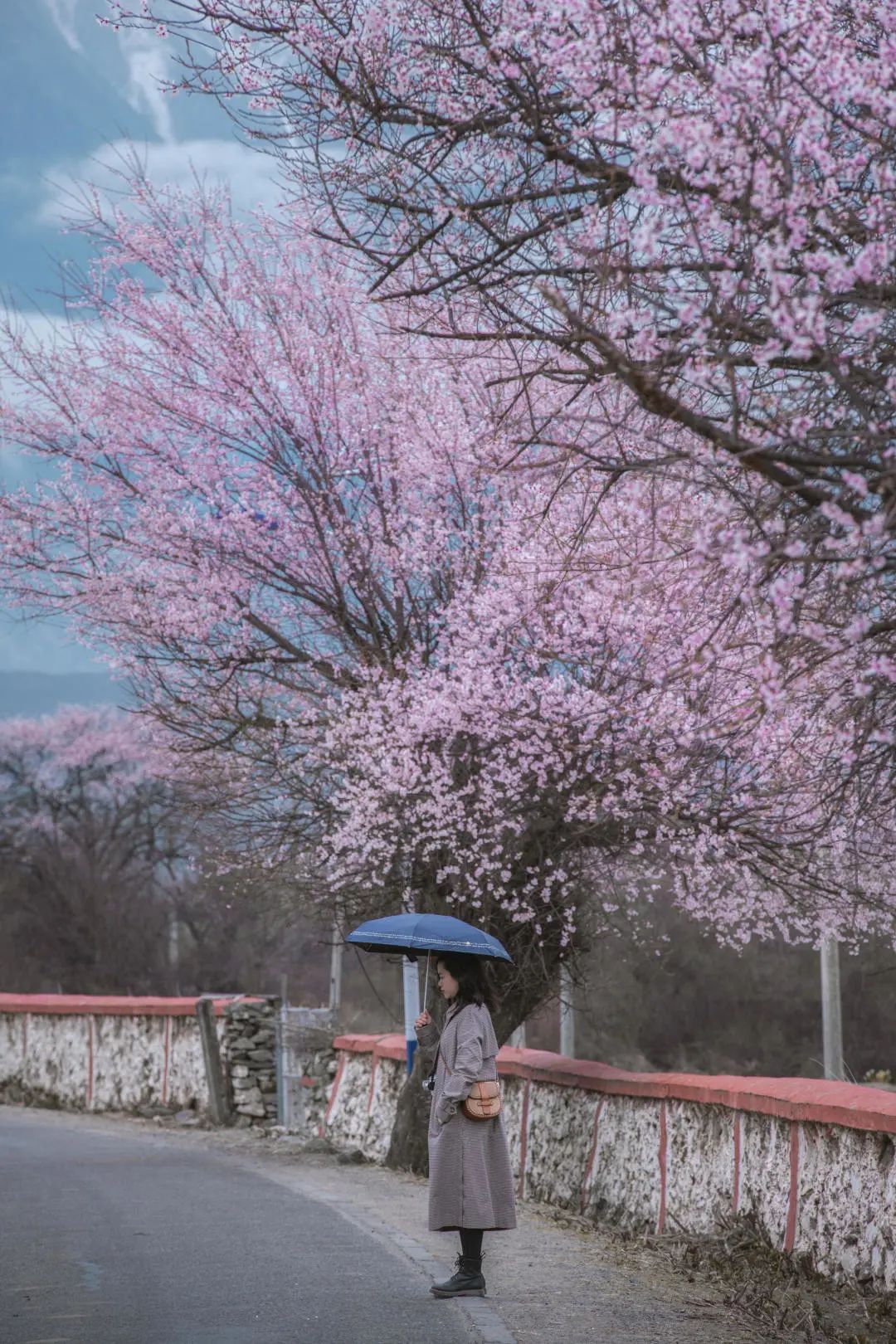 林芝花期预测,林芝桃花最佳观赏时间气温