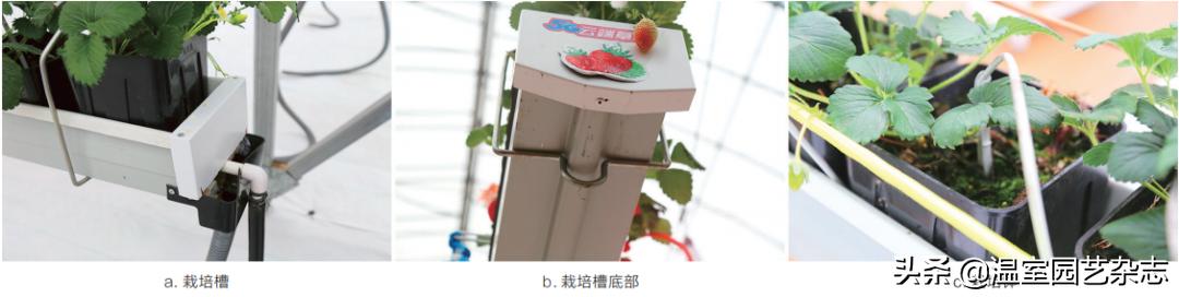 关注｜可升降的观光型草莓吊架，你见过吗？