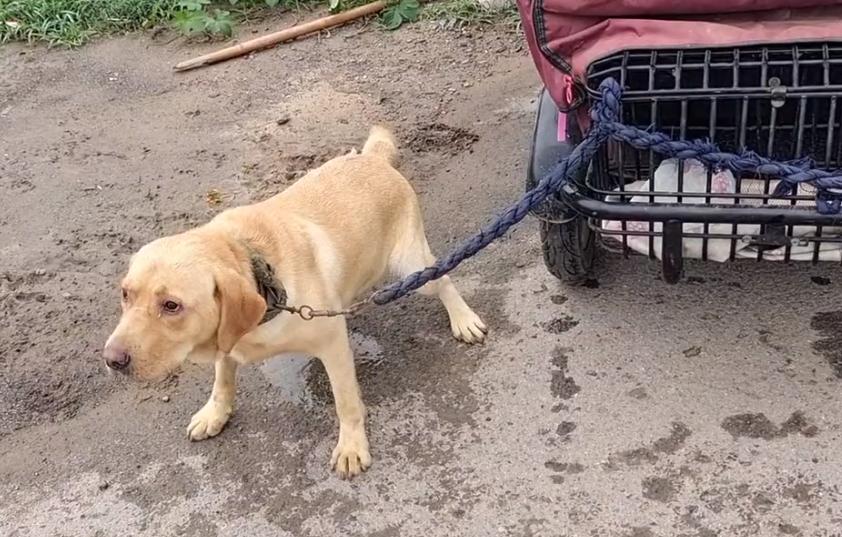 拉布拉多未咬人已被主人领回,拉布拉多因为吃得多被主人卖掉