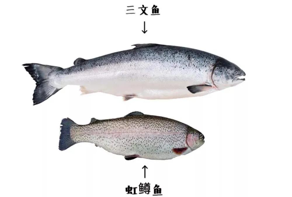网购三文鱼靠谱吗,网购三文鱼整条靠谱吗