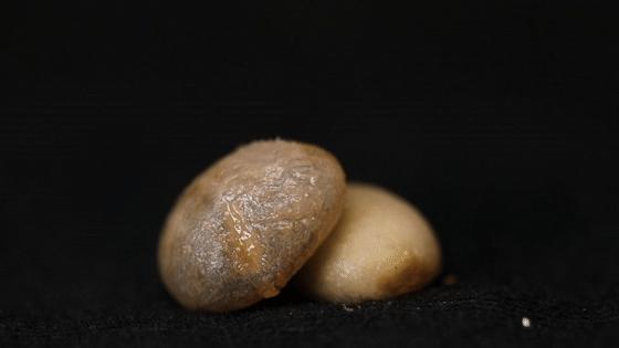 点进来，了解爱上兴隆“歌碧欧”的N个理由～