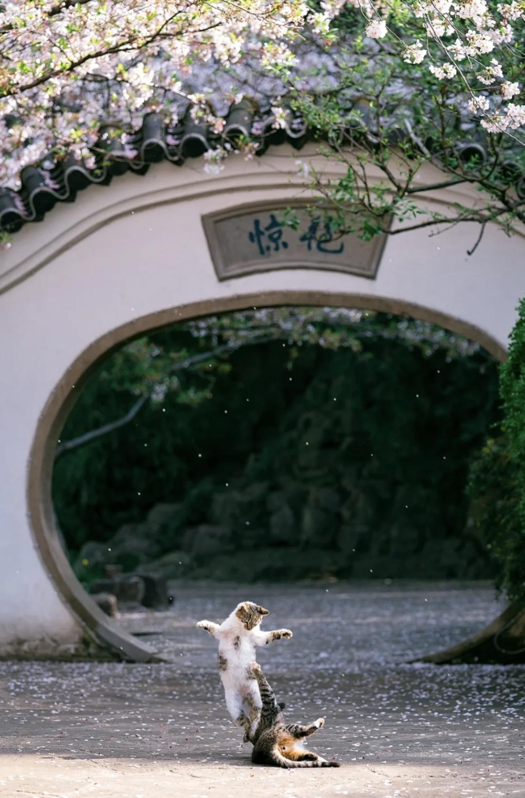 治愈系壁纸｜132张可爱小猫咪的样子