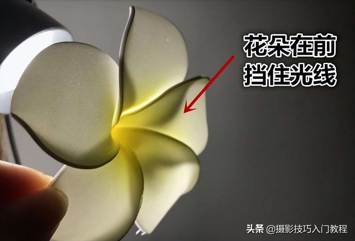 摄影花怎么拍,摄影技巧拍花常用的5种构图方法