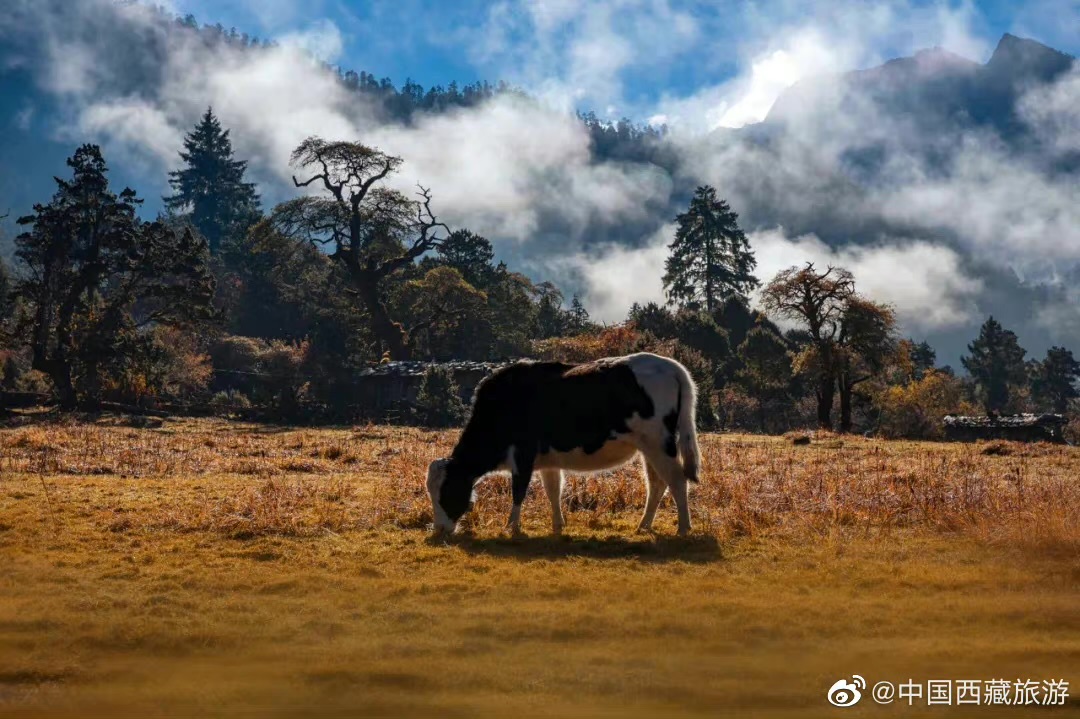 错过了十月的*藏西**，你就错过了这个星球最壮丽的秋色