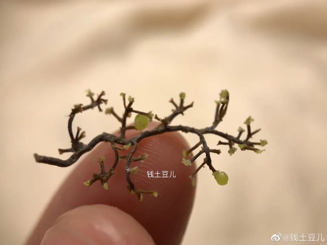 90后妈妈因造假走红,网红辣妈骗局