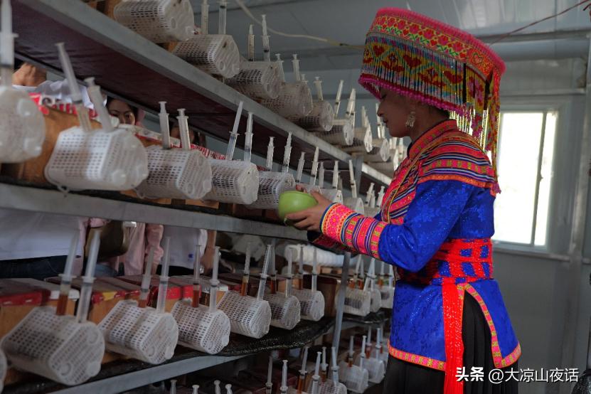 大凉山乡村振兴,遇见美丽大凉山1-8集