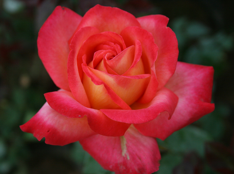 香水月季10款推荐,香水月季花品种大全图片