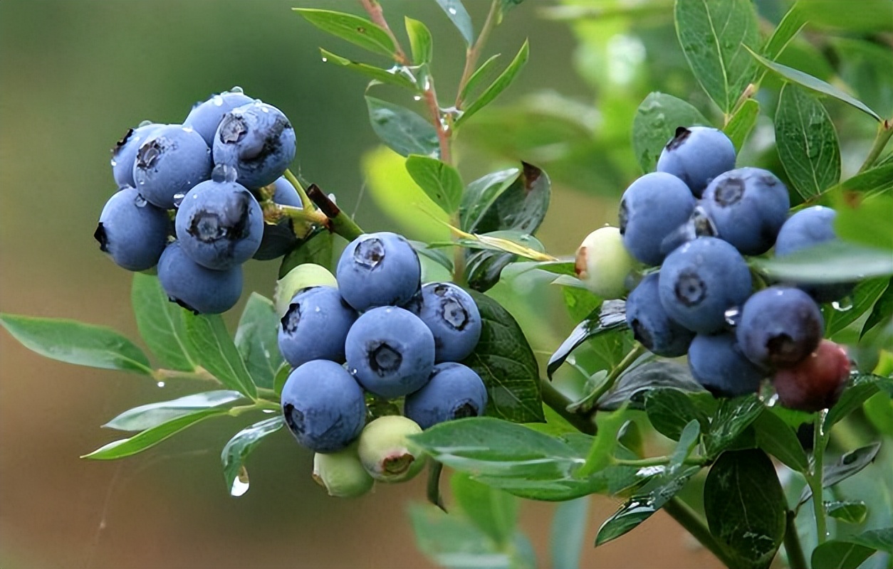 上兴蓝莓采摘,高县复兴镇上坝村