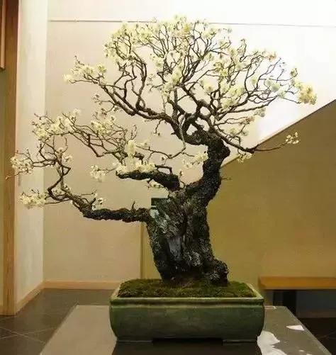 梅花老桩盆景,梅花盆景制作