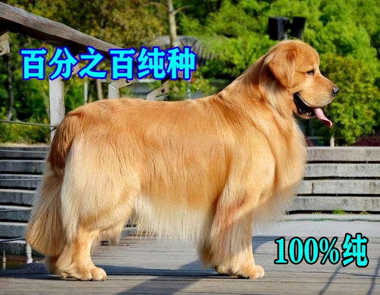 买金毛注意事项,买金毛注意事项有哪些