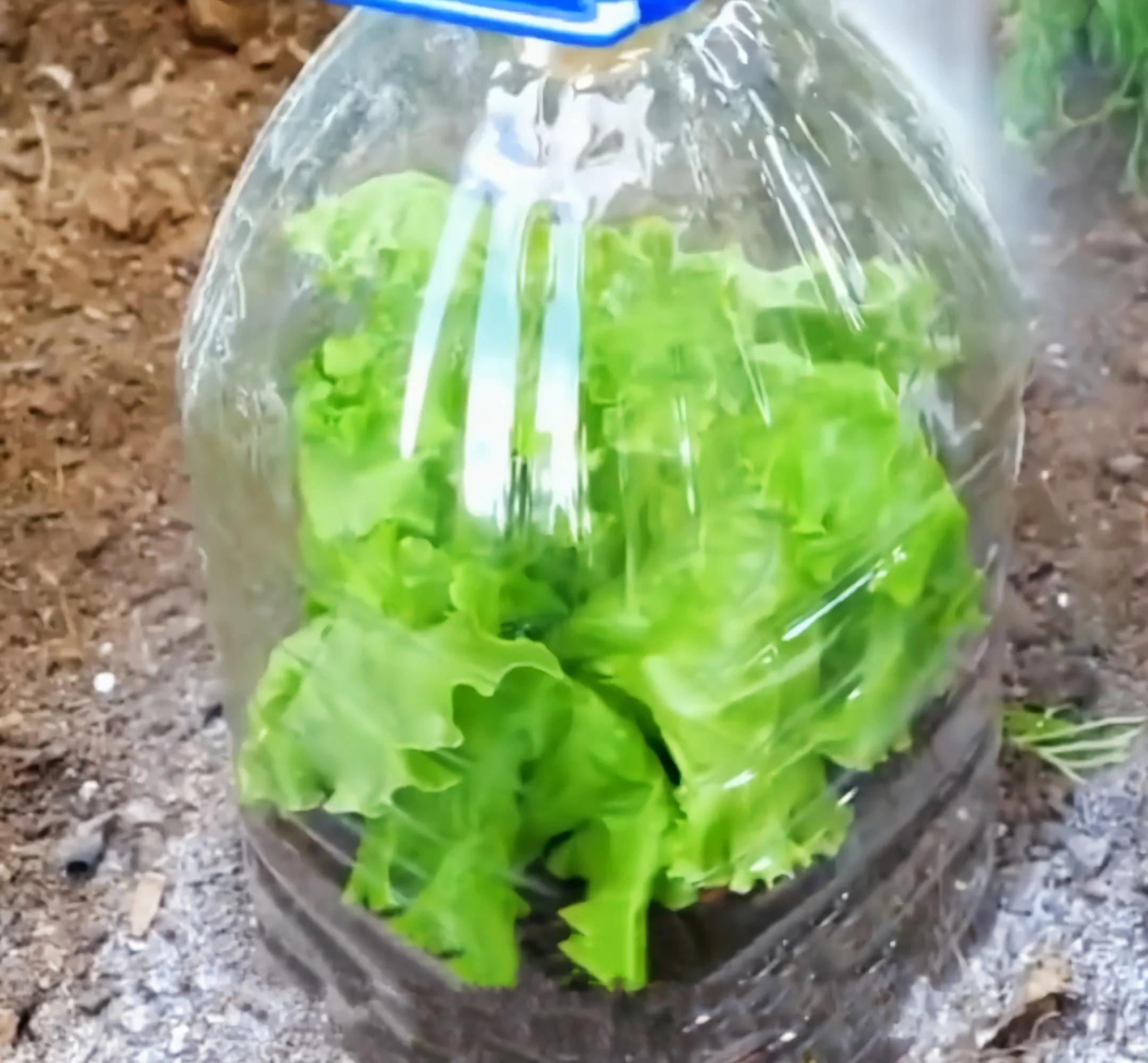 实用生活妙招屋废弃的瓶子不要丢,空瓶子的生活小妙招