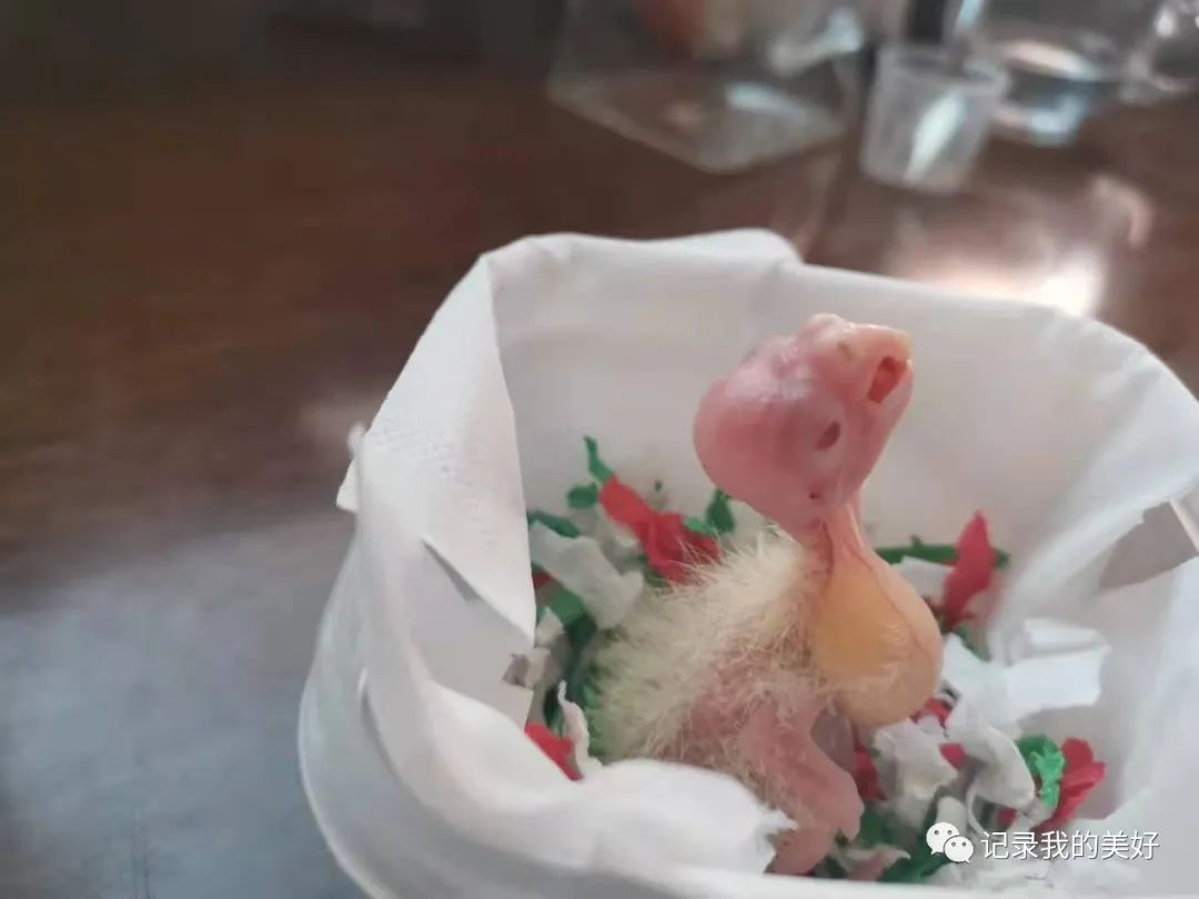 金丝雀驯养手册5,玄凤鹦鹉养成攻略