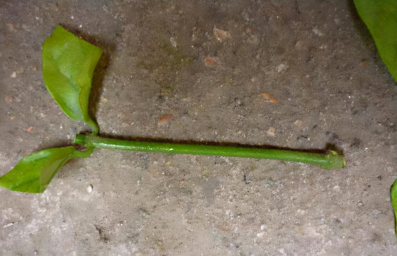 教你扦插大法扦插什么植物都能活,扦插小技巧栽培小妙招