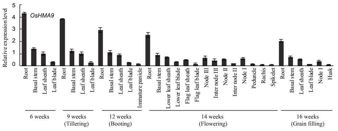 现代农业研究：水稻重金属P型ATP酶OsHMA6可能是铜外排蛋白