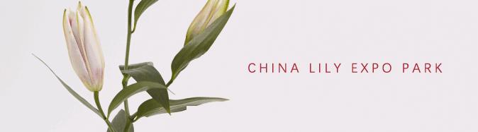 南非新娘花季节,南非的新娘花