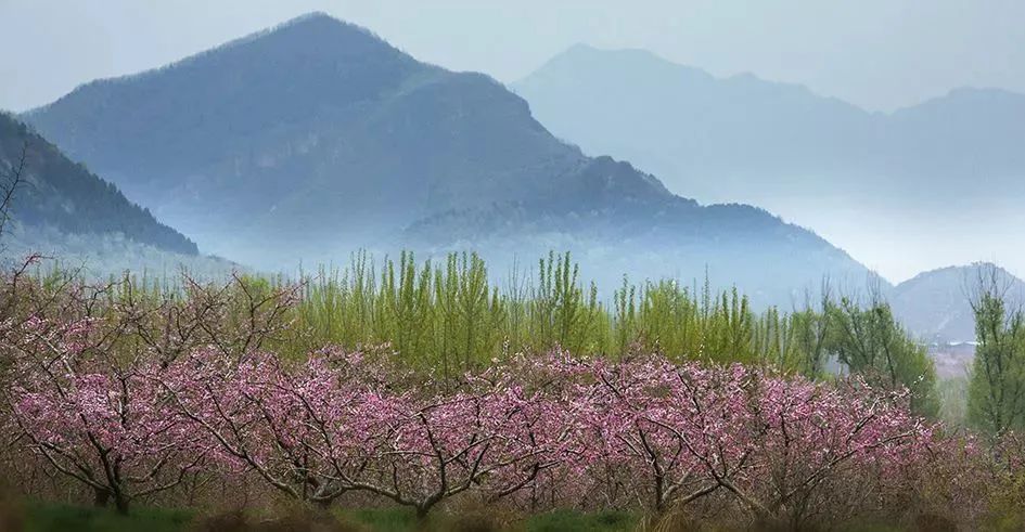 老象峰景区春季,老象峰看桃花