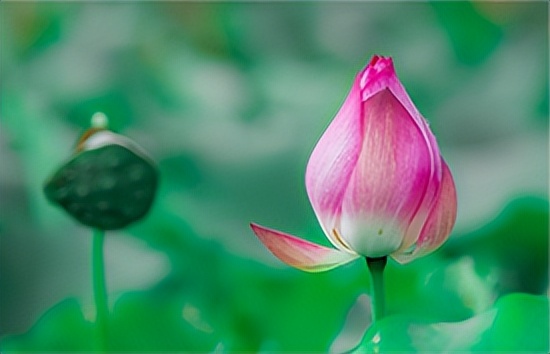 明日立夏，鸡蛋加它清心火去恶疾！现在吃补气、健脾、固肾、养心，1个堪比1只鸡！