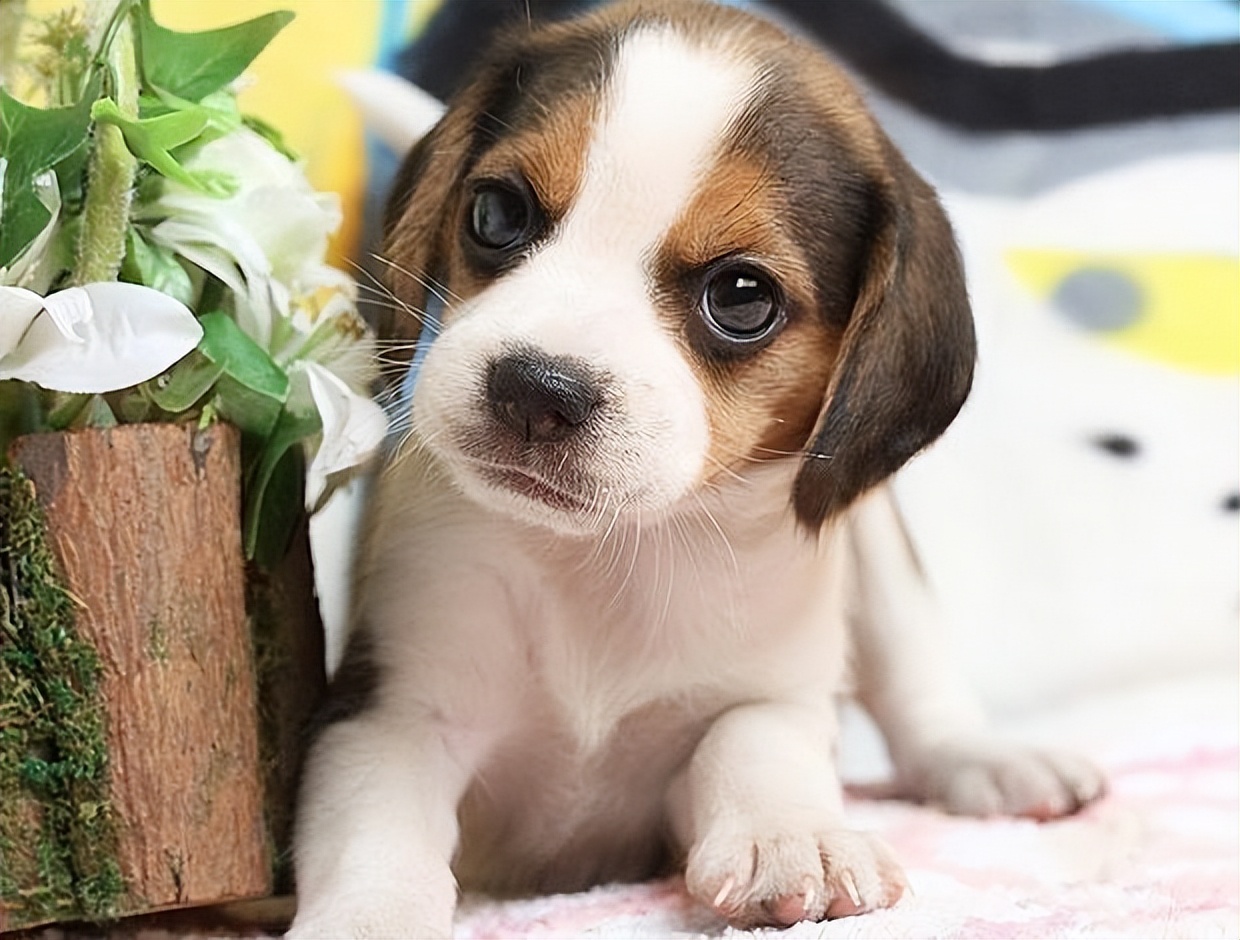 狗狗为什么会不咬小主人,如果狗狗得了重病应该安乐死吗