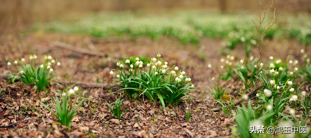 白术内服外敷治骨质增生特效,白术能治骨质增生吗
