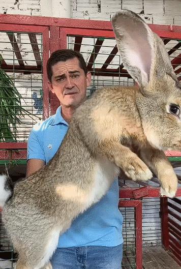 你知道世界上最大的兔子有多大吗,世界上最大的兔子吉尼斯纪录