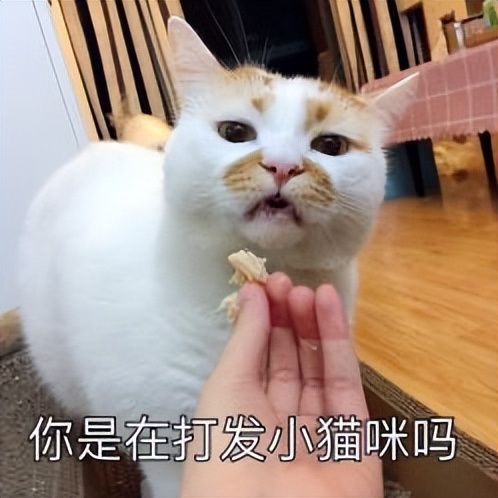 猫咪便秘最快通便的土方法,猫咪一吃肉就便秘