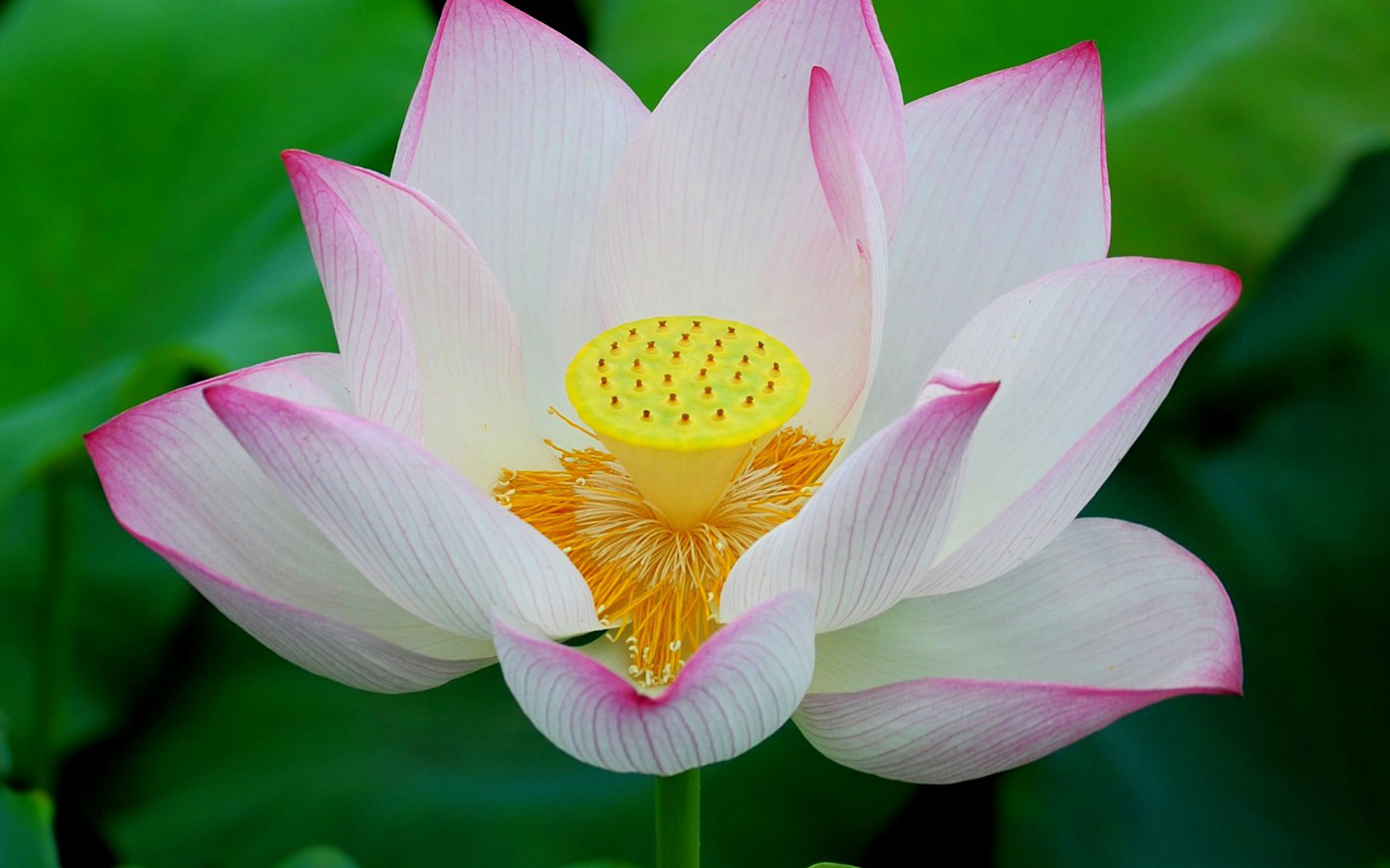 莲花白的近况,莲花白现在叫什么