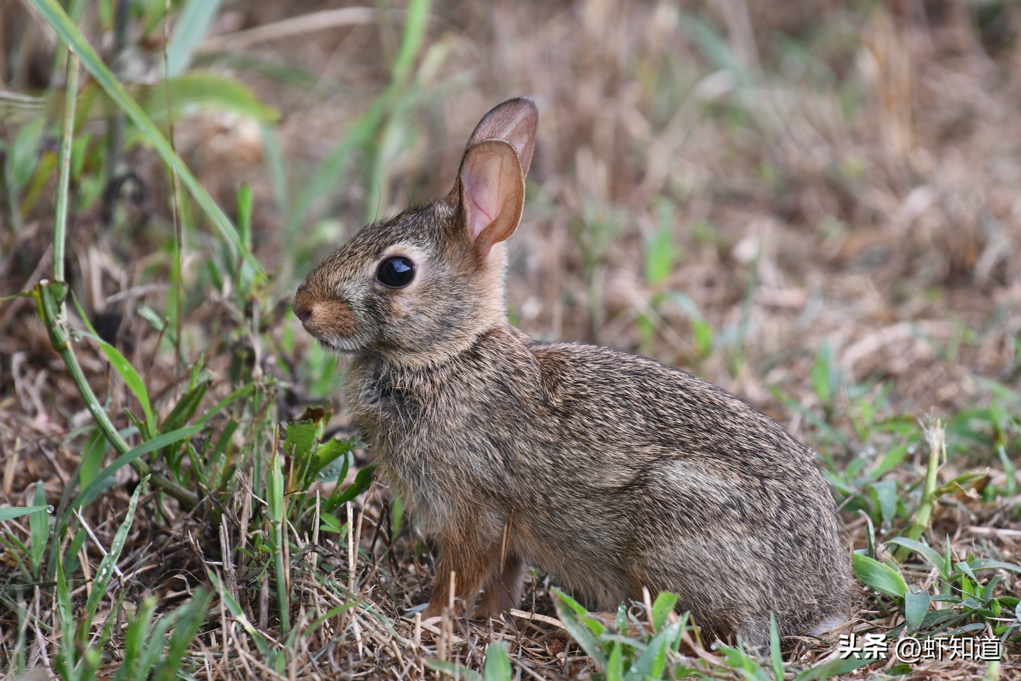 兔年怎么能少了兔子,兔年为什么叫卯兔