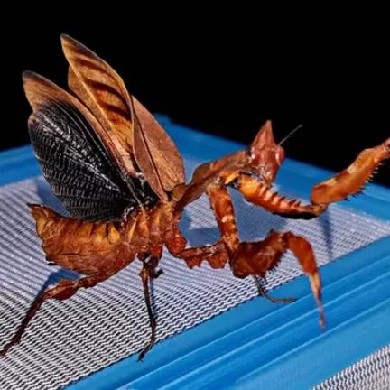 螳螂吃掉自己丈夫的头,螳螂为什么吃掉配偶螳螂吃蛇