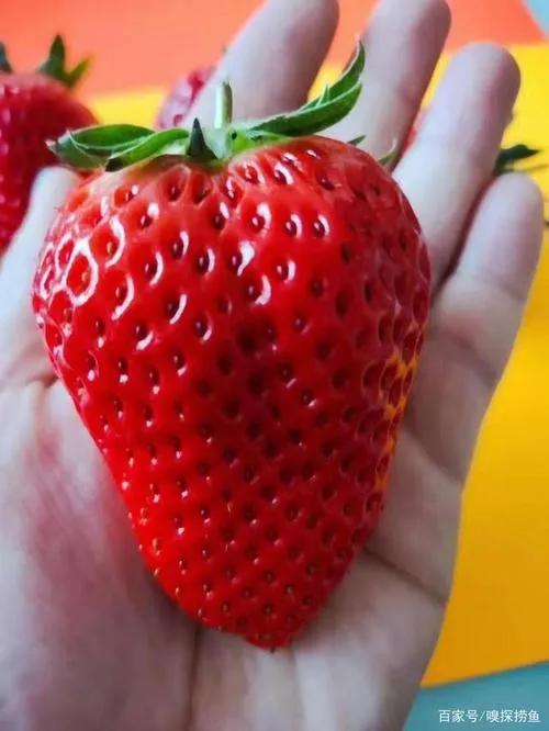 丹东九九草莓多少钱一斤,辽宁丹东东港市九九草莓