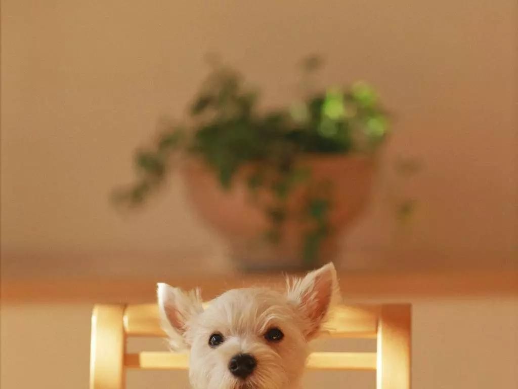 狗狗吃肉引起呕吐拉稀咋办,狗狗吃肉拉稀怎么回事