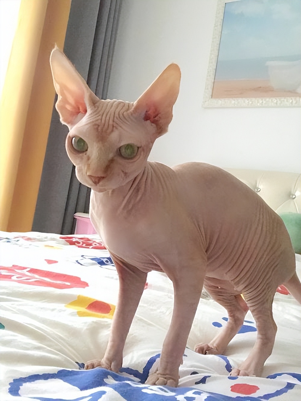 猫界中最不臭的几种猫,盘点那些闻到臭味的猫咪