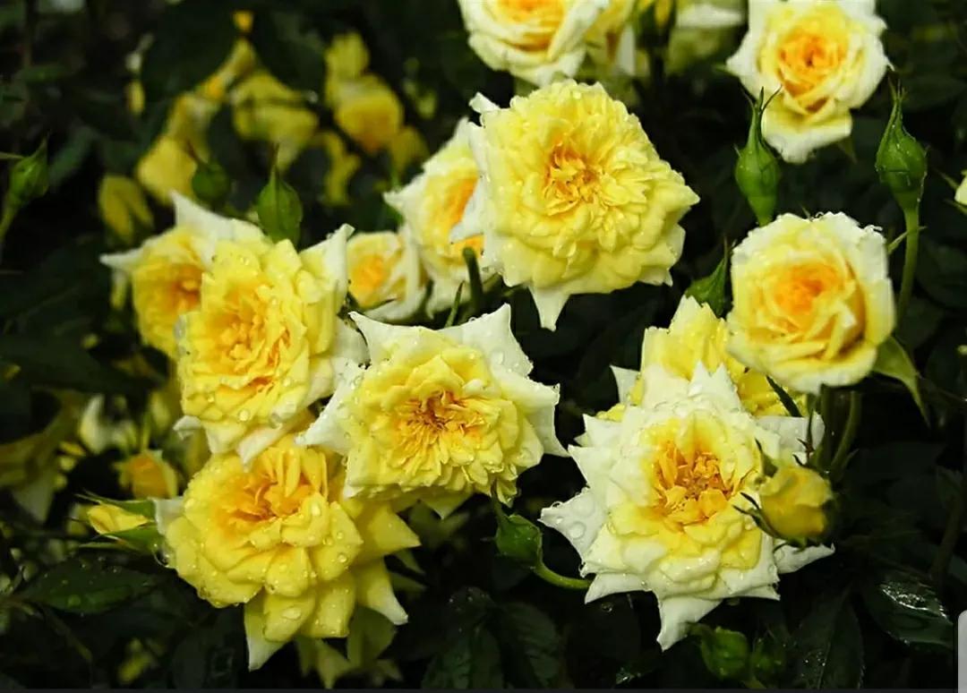 月季蔷薇玫瑰三者的区别图,蔷薇月季玫瑰的区别和联系