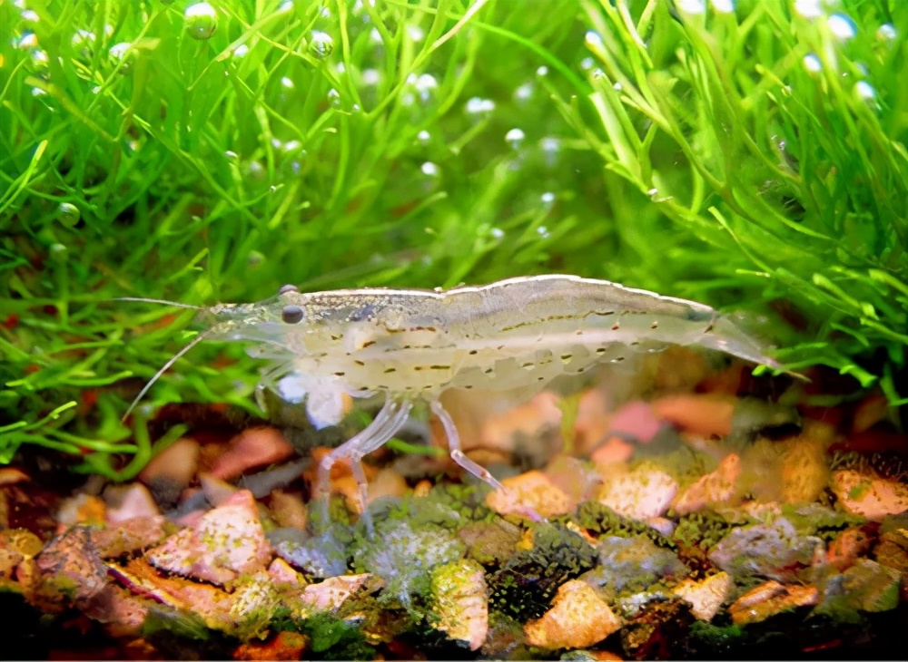水晶虾养殖技巧和秘诀,菲律宾水晶虾怎么养殖的
