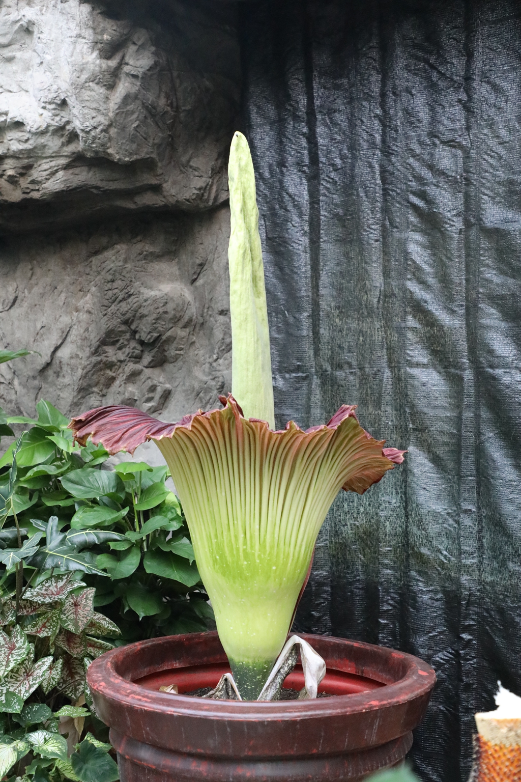 日本巨魔芋开花,巨魔芋在国家植物园开花直播