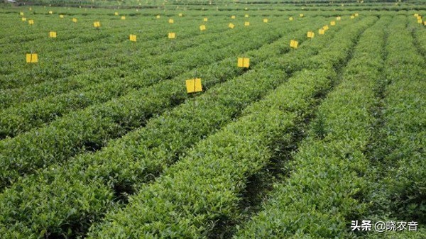 注册家庭农业合作社的好处,注册家庭农场的好处