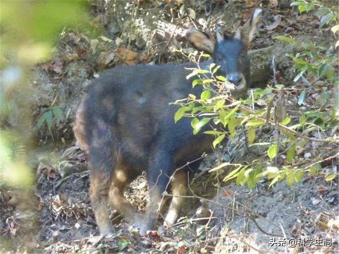 湖北出现多只神兽天马,湖北的天马好吗