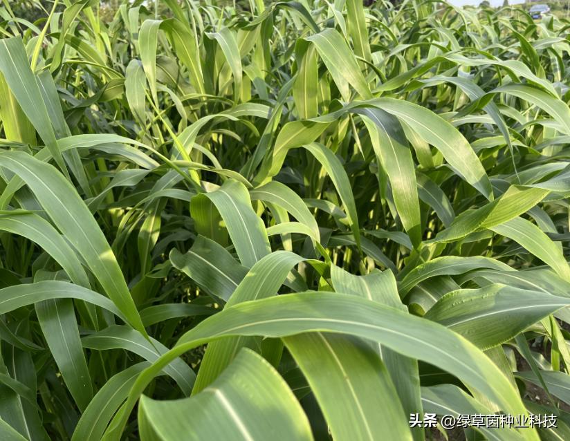 墨西哥玉米草用什么方法收割快,墨西哥玉米种植多长时间可收割