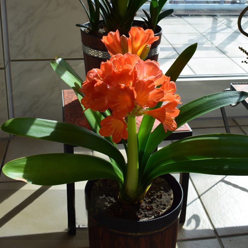 16种喜阴蔬菜,16种适合夏天养的花