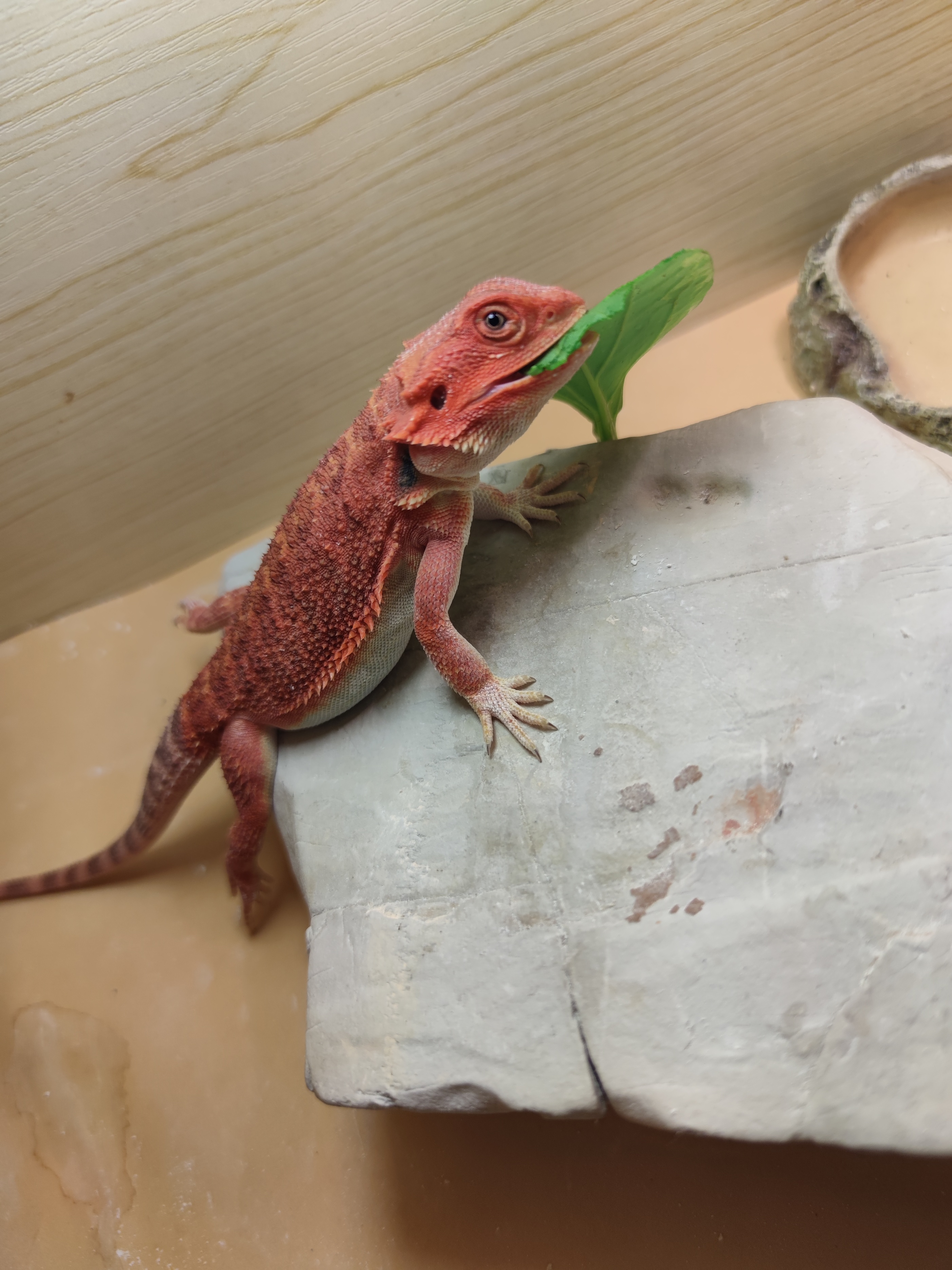 鬃狮蜥宝宝活宠,鬃狮蜥世界第三大宠物